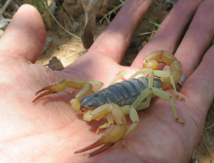 Giant Desert Hairy Scorpion